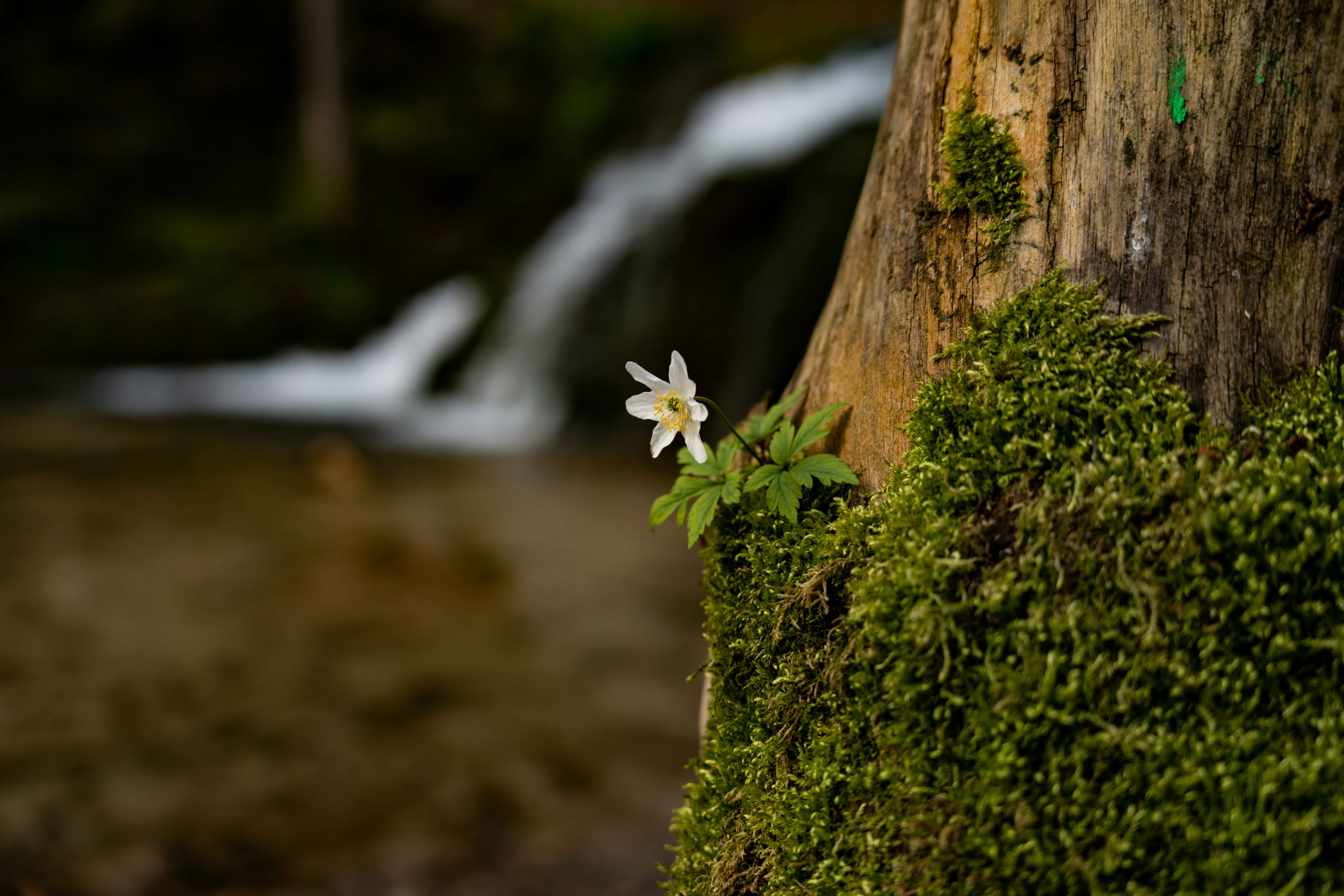 Living Through the Seasons: Life with Chronic Illness